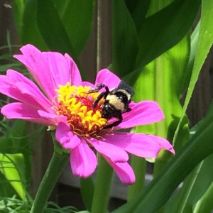 Bee working