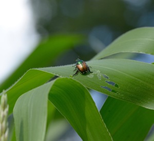 Japanese Beetle-6/21