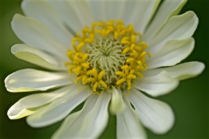 White Flower-6/21