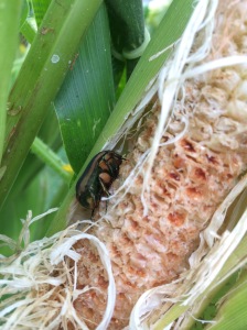 Beetle on Corn