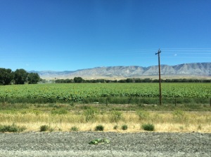 8/19- Out West- Sunflower Field