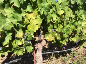9/2/15- Out West- Benzinger Winery grapes