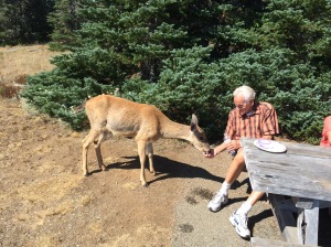 Deer eating out of man's hand